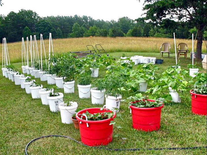 * Bucket garden - Photo Rick Vanover - 268139_10150234744737382_7960261_n.jpg