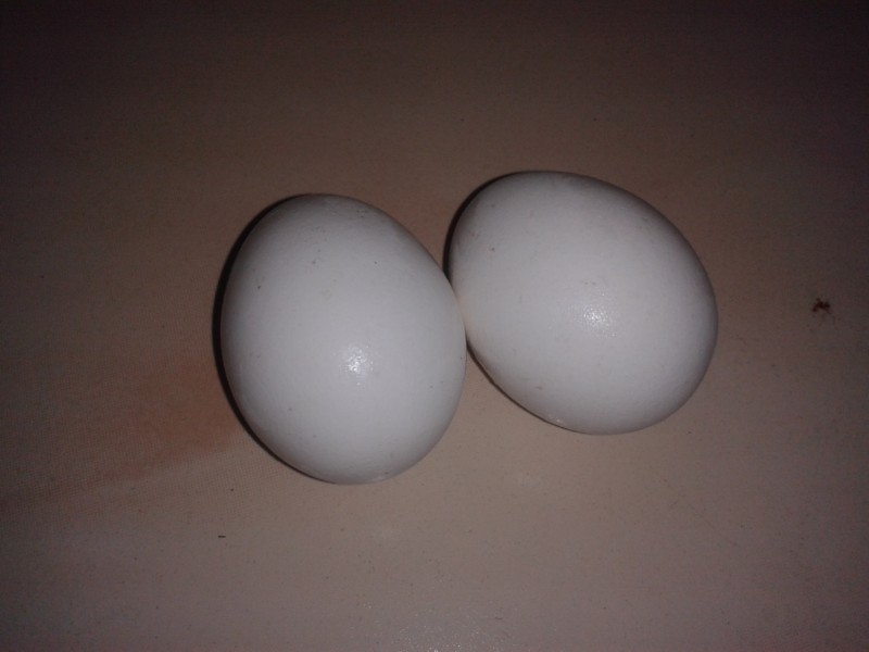 001-Take Two eggs.jpg