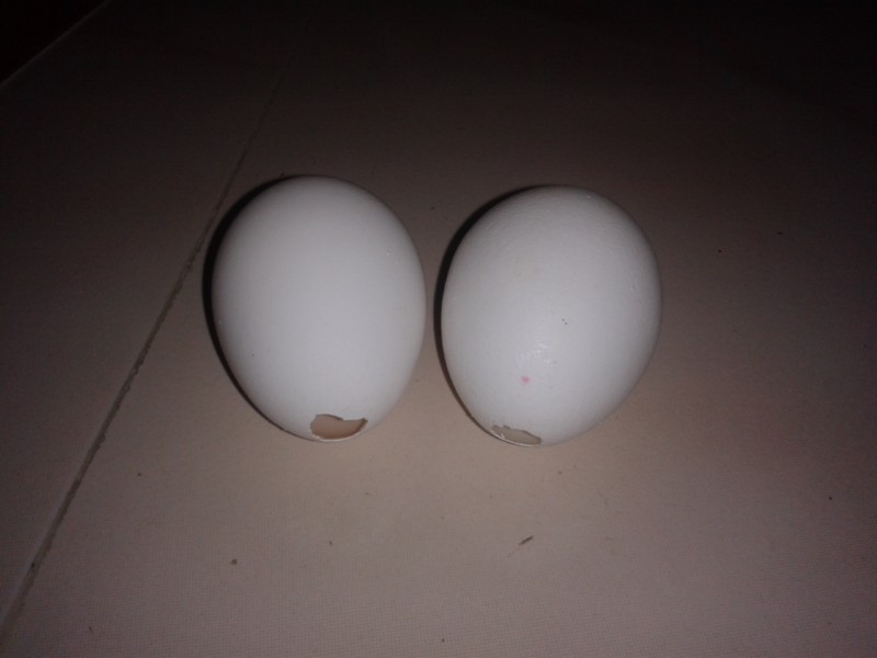 003-Empty eggs.jpg