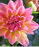 01-flower4-reduced_pixel_count.bmp