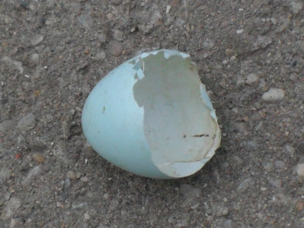 01_EggShell.jpg