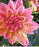 02-flower4-reduced_colors.bmp