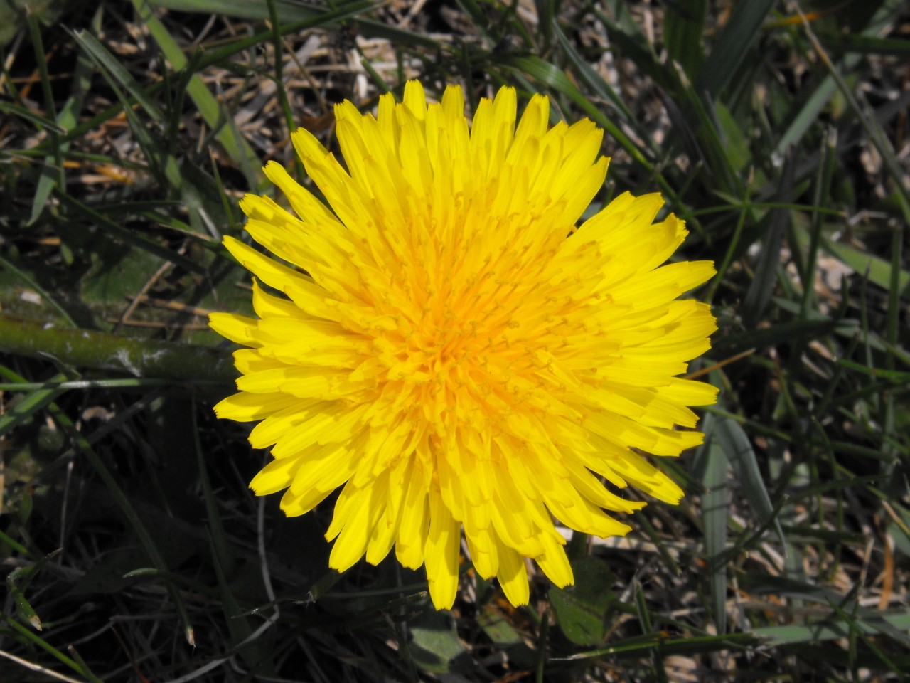 02_NewDandelion.jpg