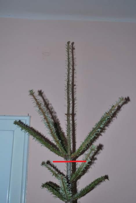 02_top_of_the_christmas_tree01.jpg