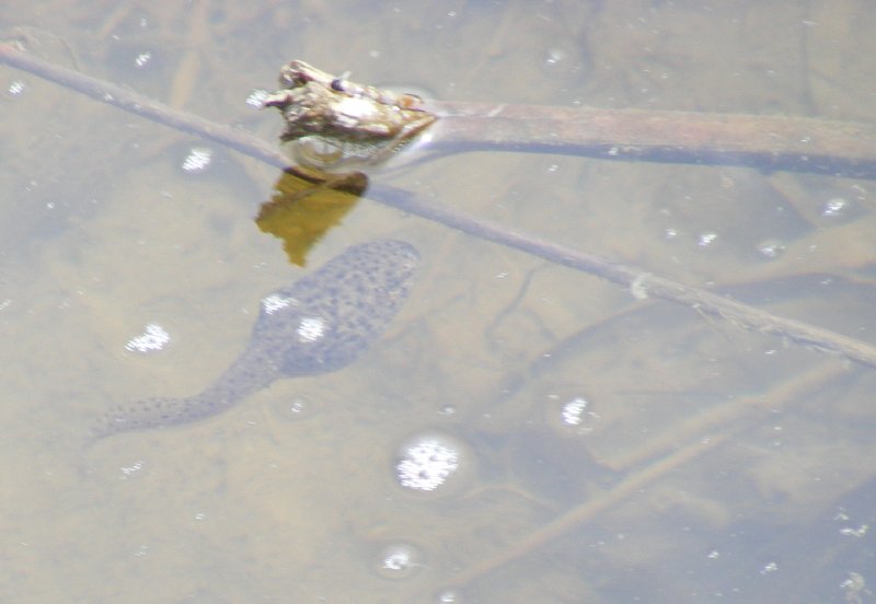 03 underwater tadpole.jpg