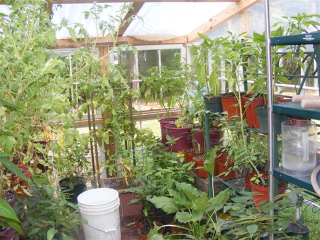 038greenhousebefore.JPG