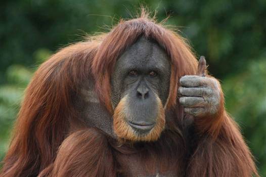 070802_orangutan_hmed_10a-rp600x350-1.jpg