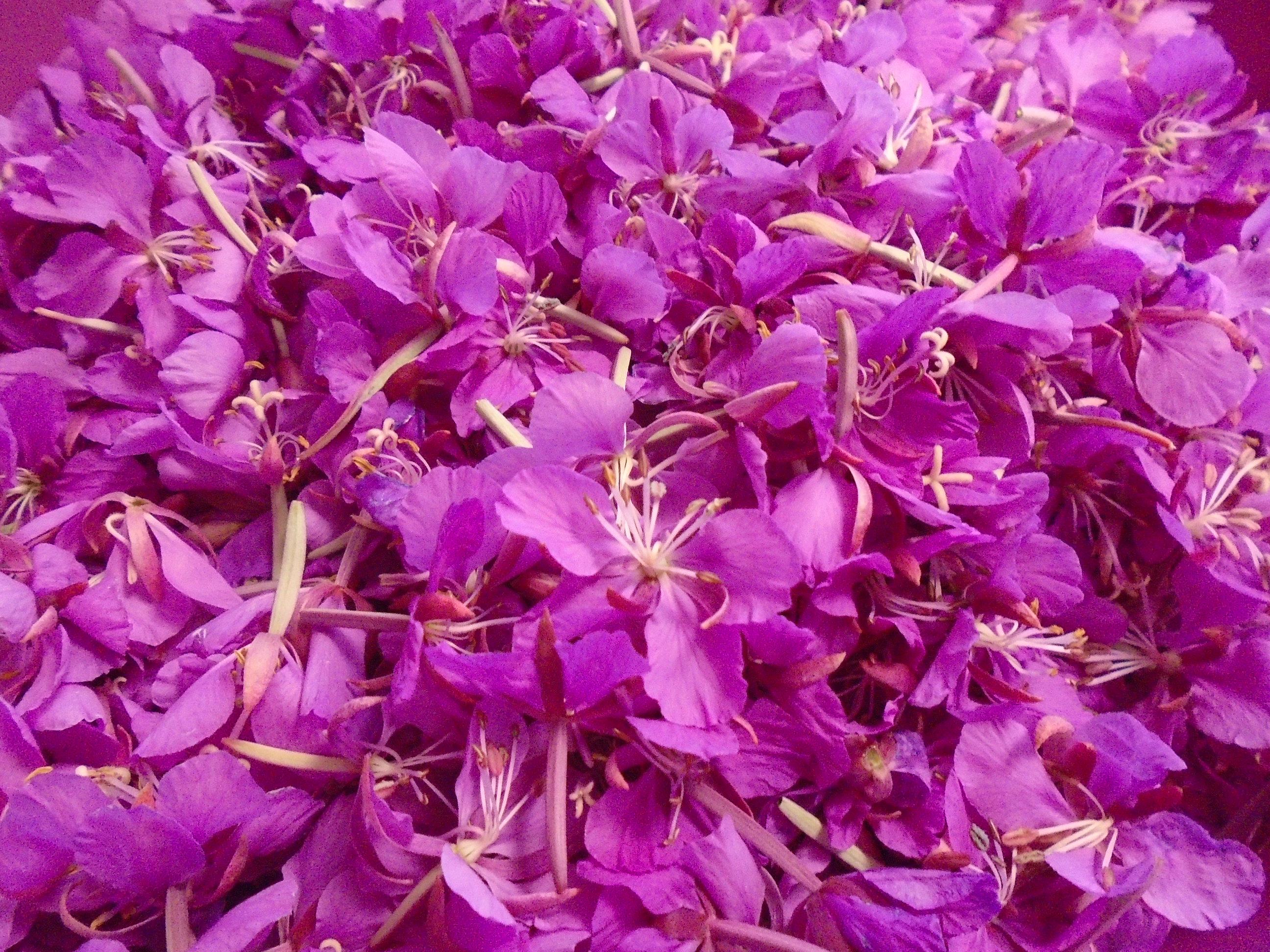 072420_fireweed petals for jelly.JPG