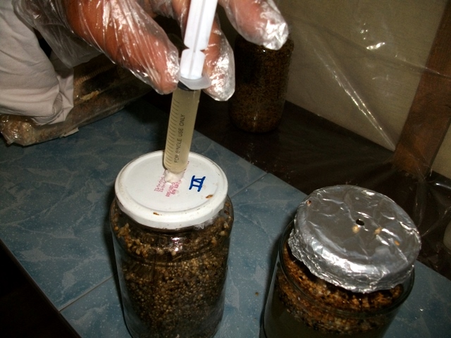 07Inoculation007.JPG