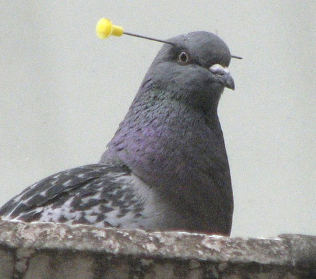 080429-pigeon-picture.jpg