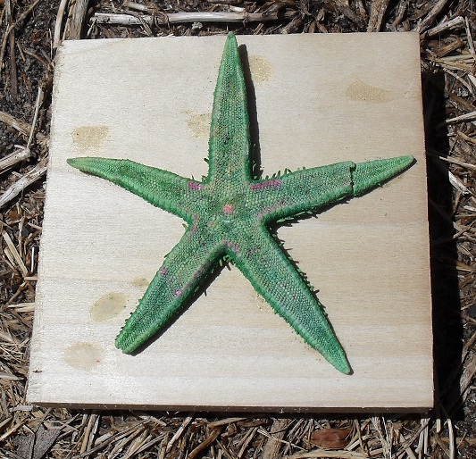 09 Light Green Starfish on Wood.JPG