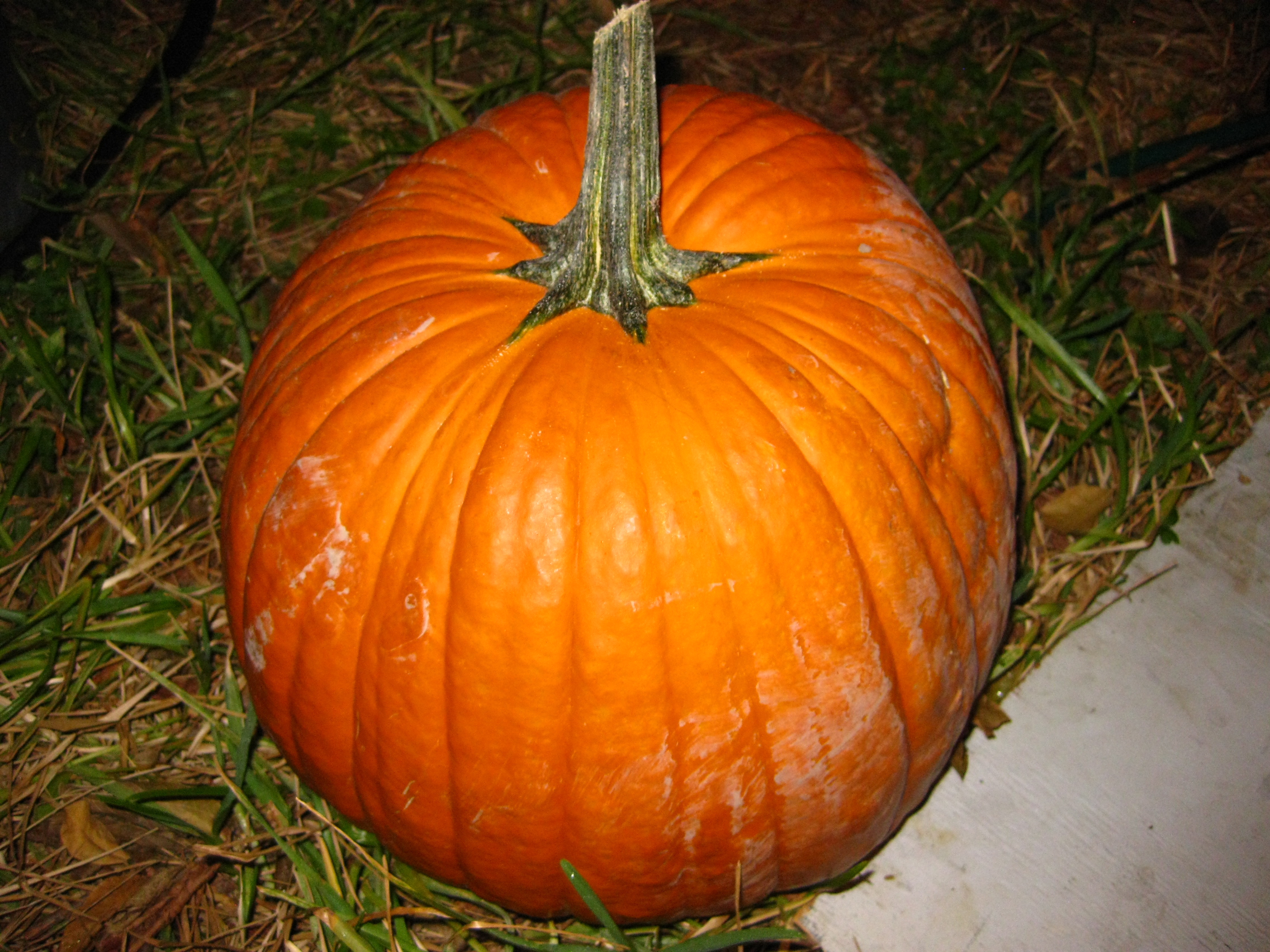 1 Pumpkin.JPG