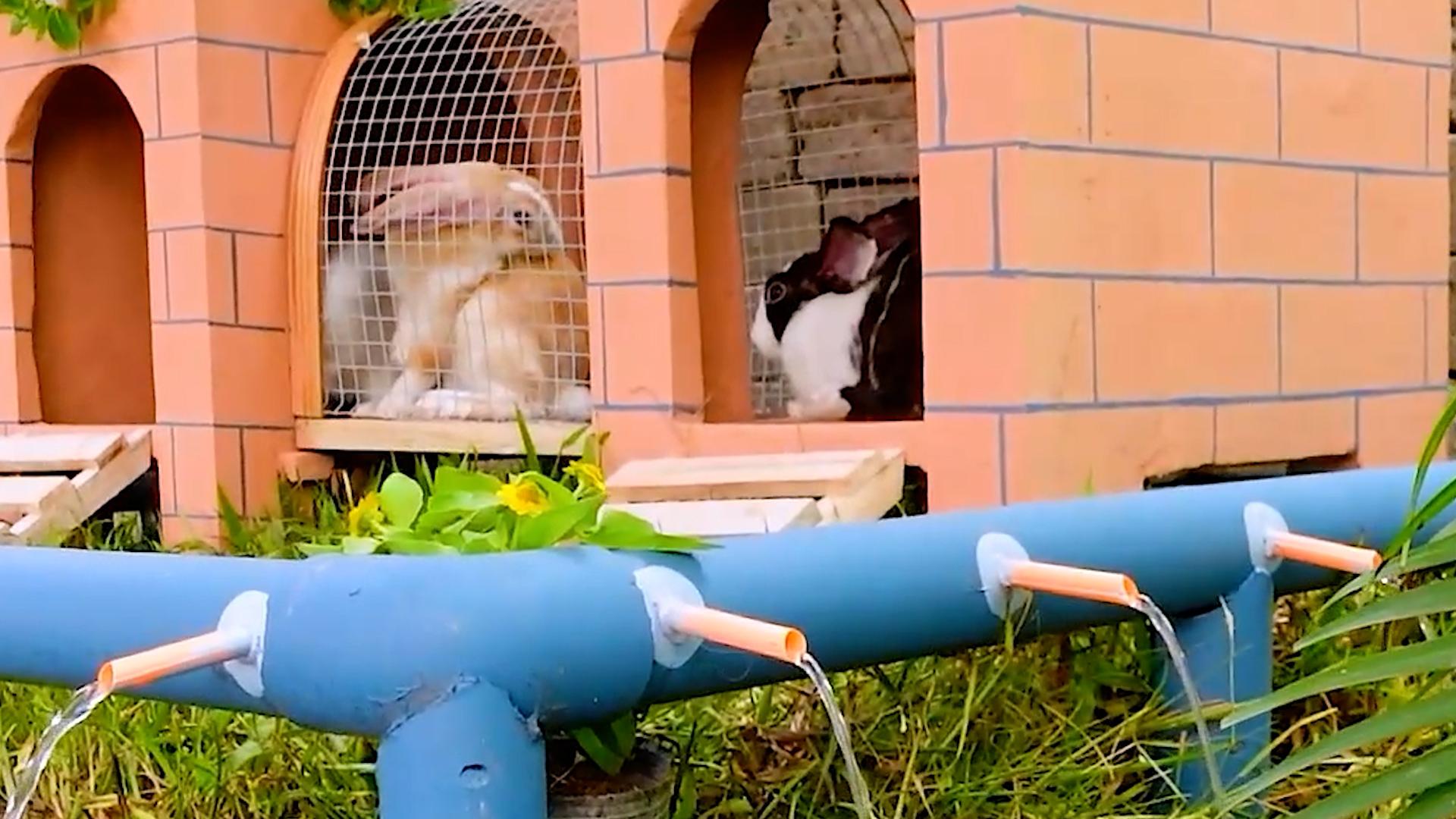 1. Rescue poor bunnies and build awesome bunny cage.00_11_58_16.Still111.jpg