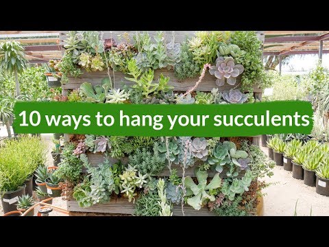 10 Ways To Hang Your Succulents