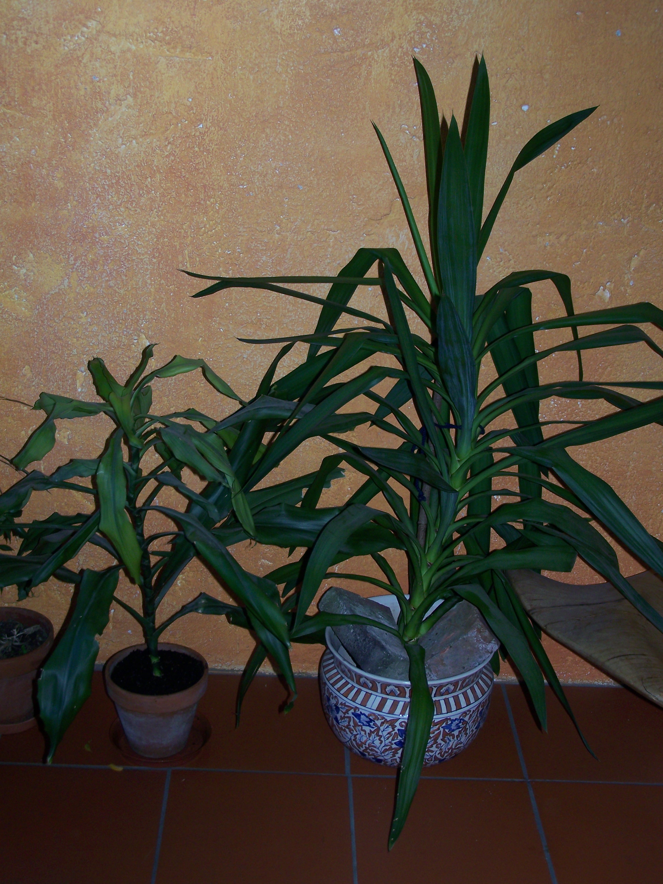 100_3314 Dracaena fragrans, Yucca elephantipes.jpg