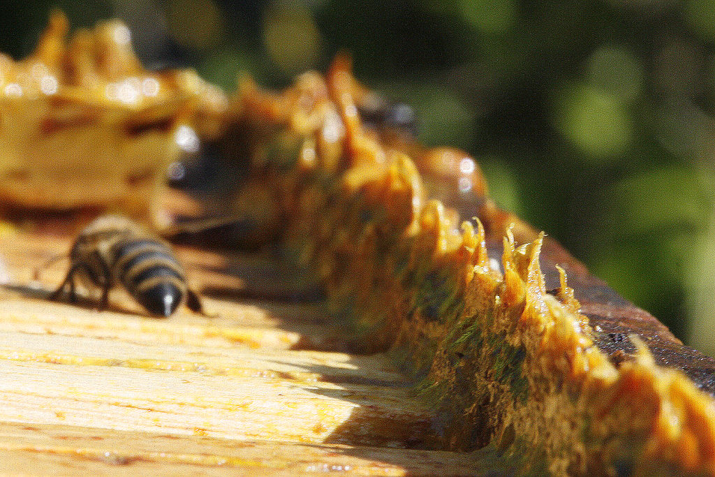 1024px-Propolis_in_beehives.jpg