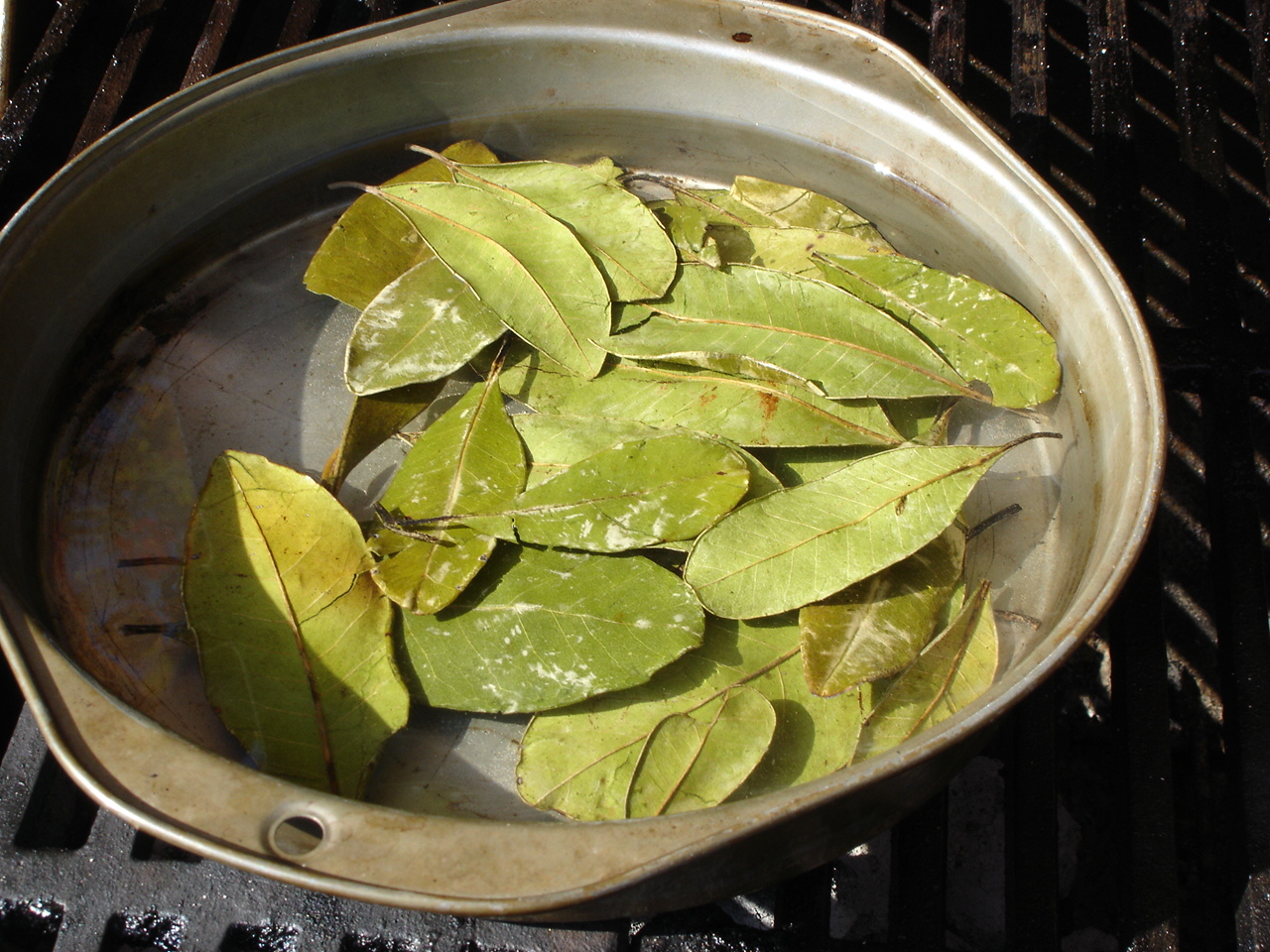 14. More leaves in pan of water (optional).JPG