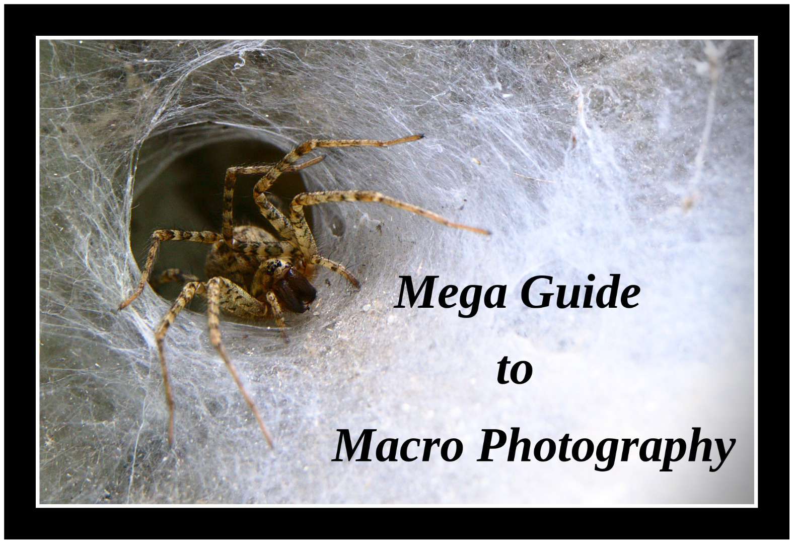 14689323012_b4dc0a3ac4_o-Mega_Guide_to_Macro_Photography.jpg