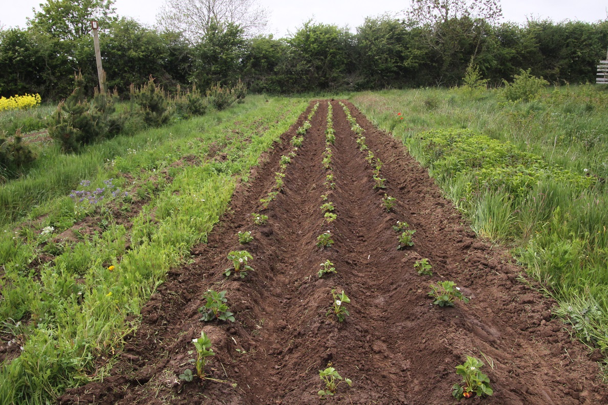 150 strawberry plants.jpg