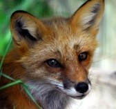 1600134-closeup-portrait-of-a-red-fox.jpg