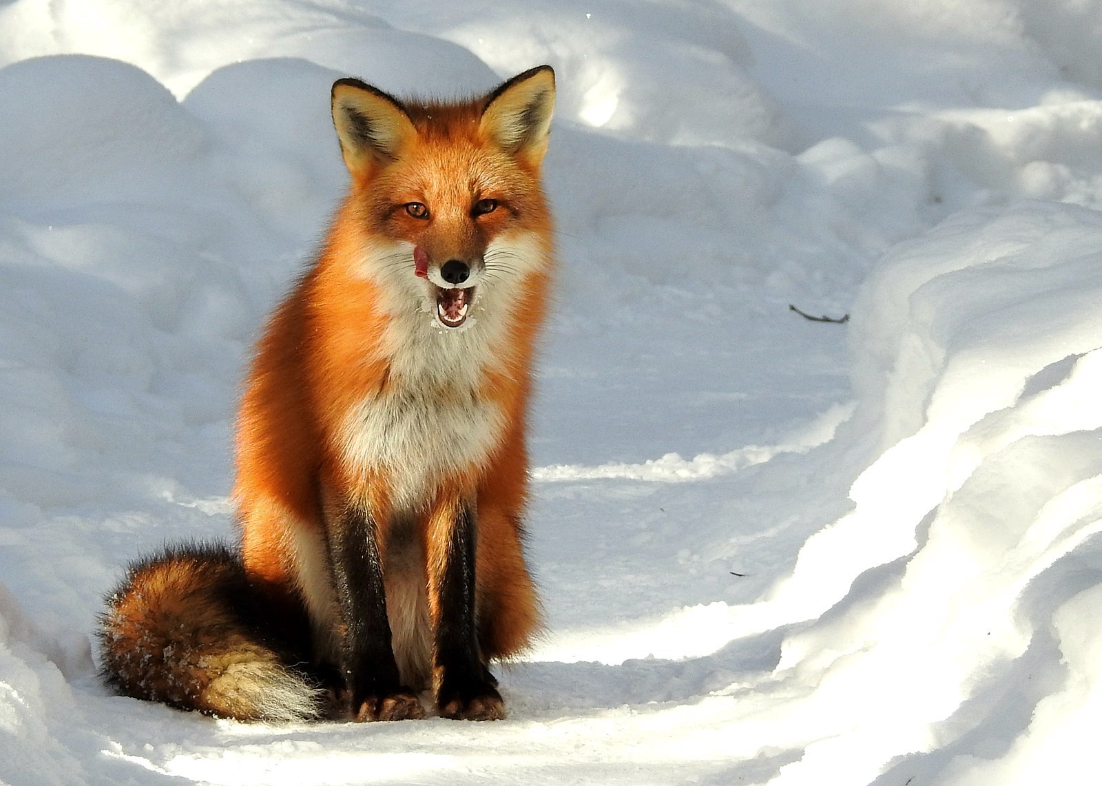 1600px-Vulpes_vulpes_ssp_fulvus_6568085.jpg