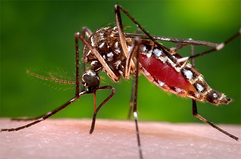 16735-close-up-of-a-mosquito-feeding-on-blood-pv.jpg