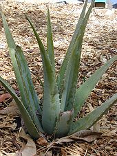 170px-Starr_011104-0040_Aloe_vera.jpg