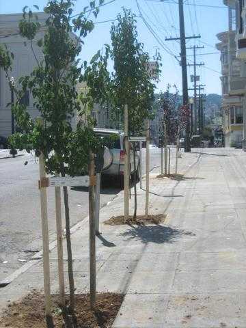 19th St After Planting.jpg