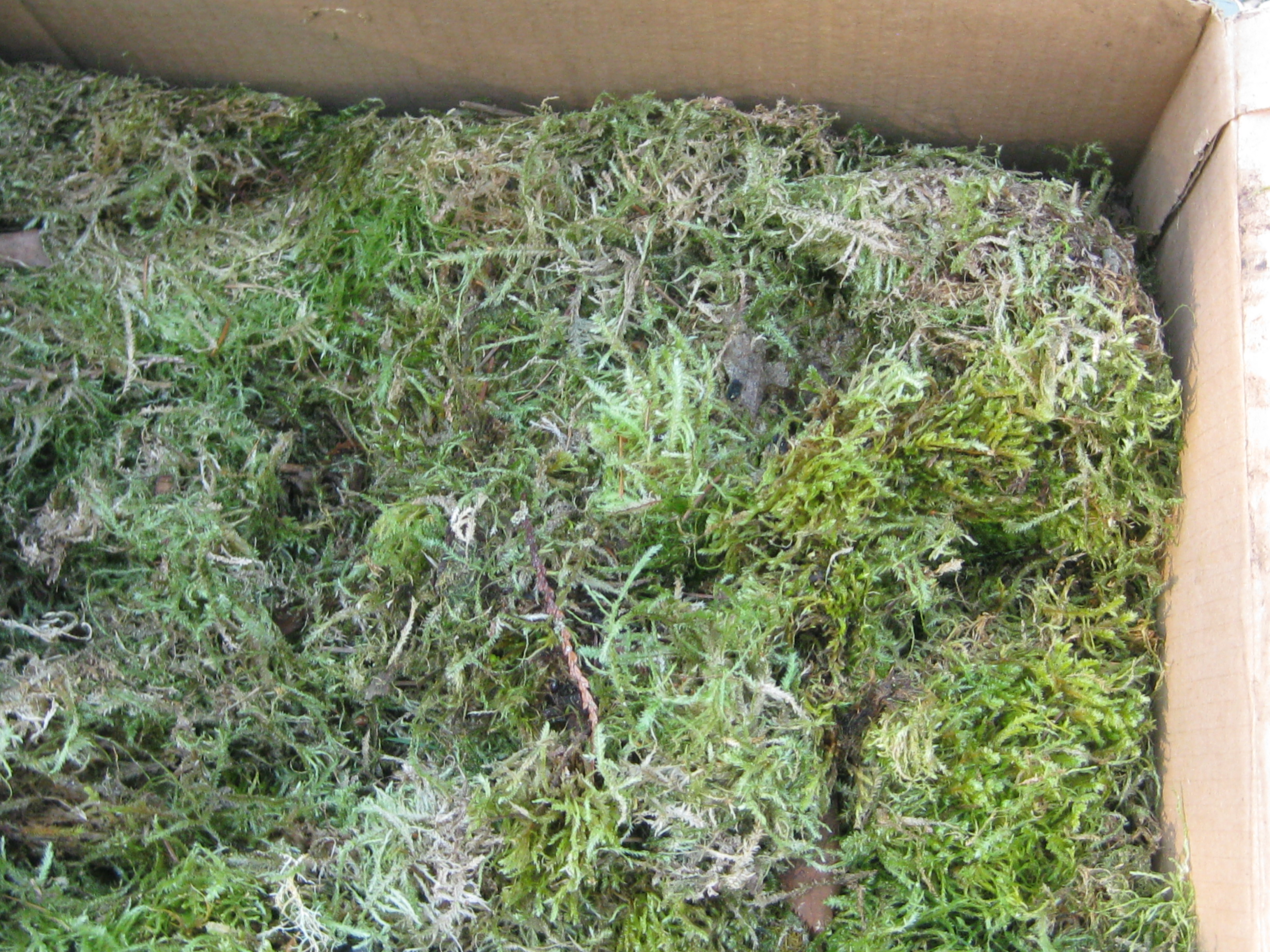 1_box-o-moss.JPG