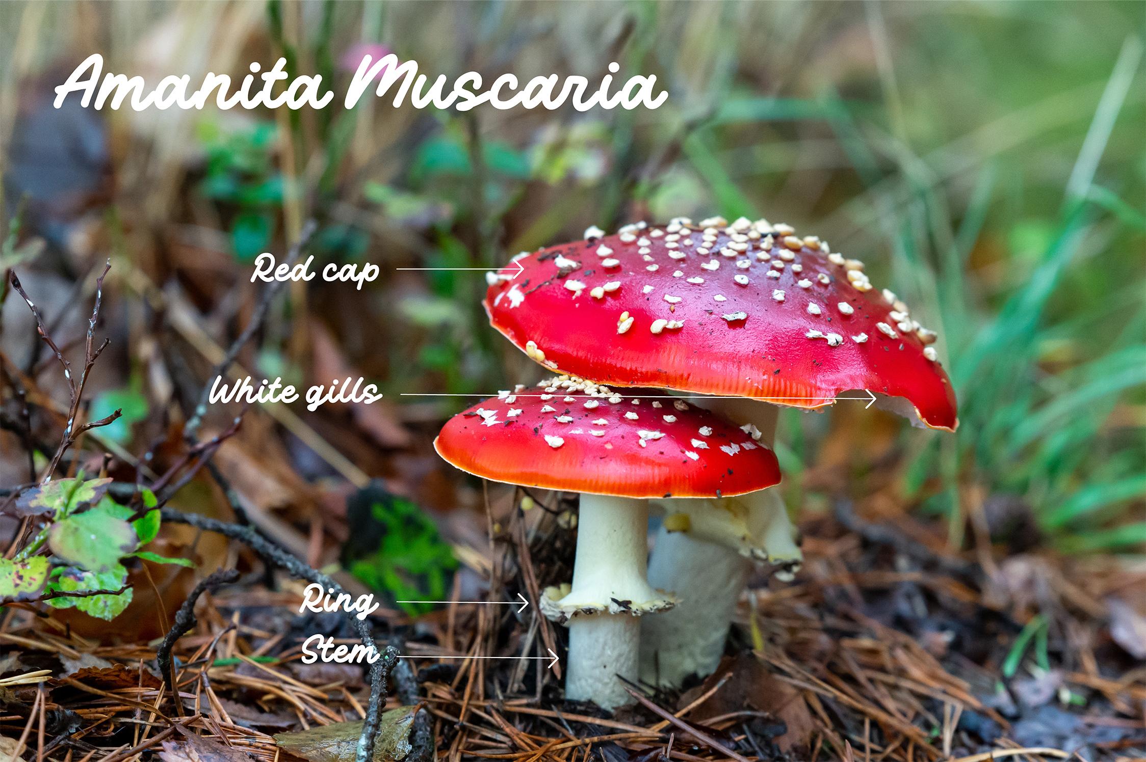 1selective-focus-shot-amanita-muscaria-mushroom-forest.jpg