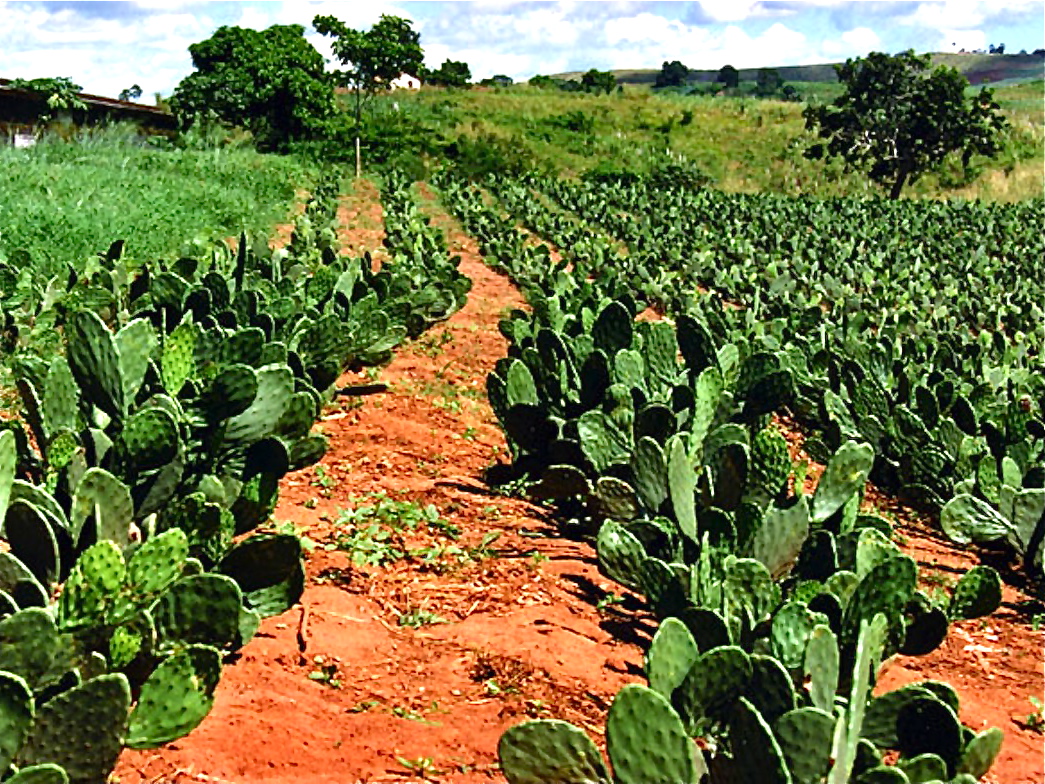 2000-06-BRASIL-OPUNTIA02.jpg