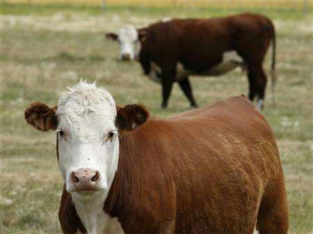 2008-04-02T170446Z_01_NOOTR_RTRIDSP_2_HEALTH-CLONING-COWS-DC.jpg