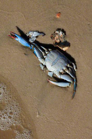 2011-12-16-dead-crab.jpg