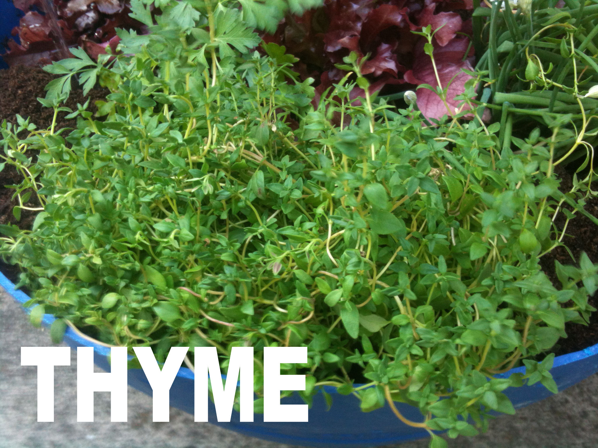 2013-07-07 19.05.45 thyme.jpg