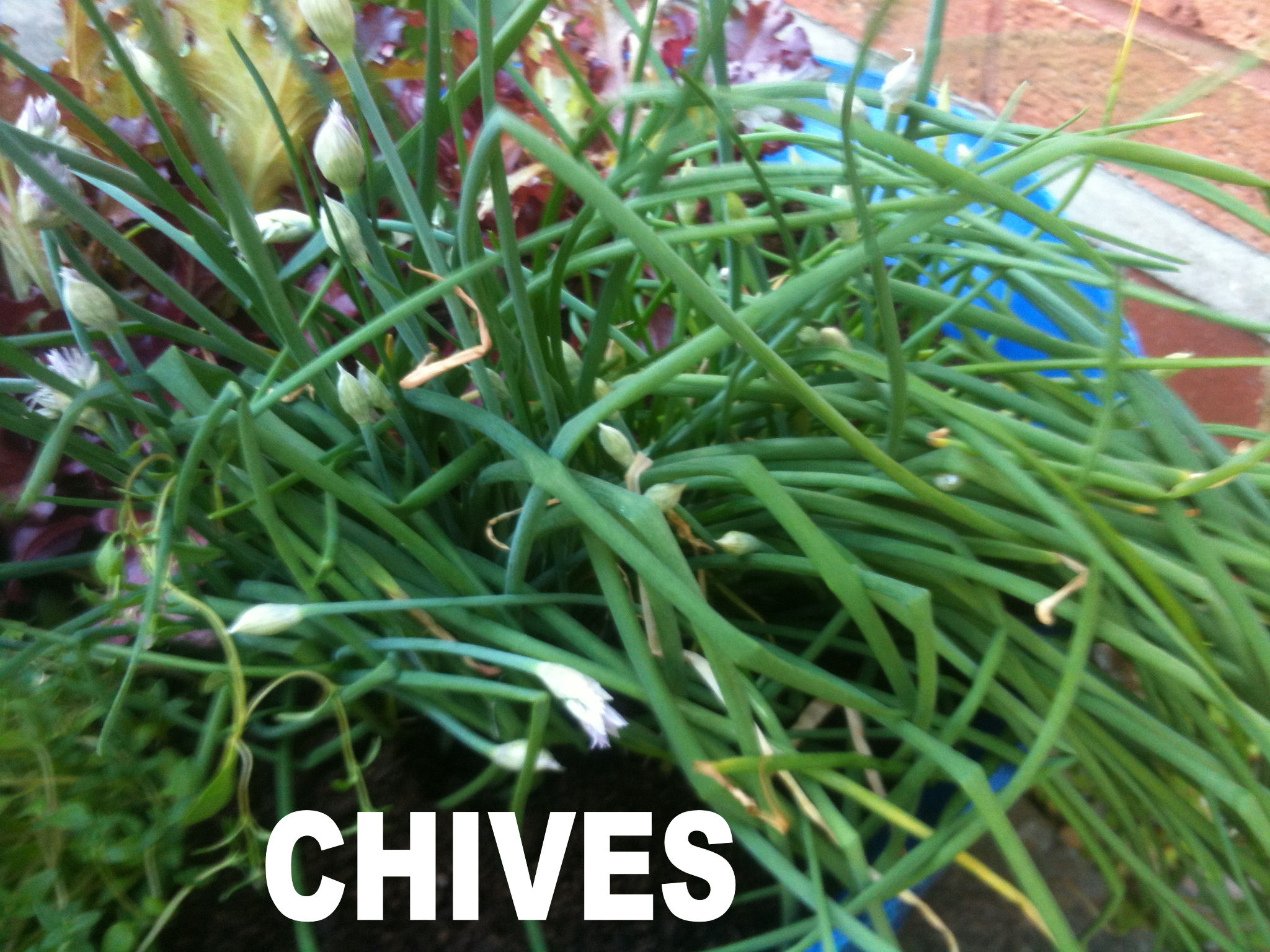 2013-07-07 19.05.49 chives.jpg