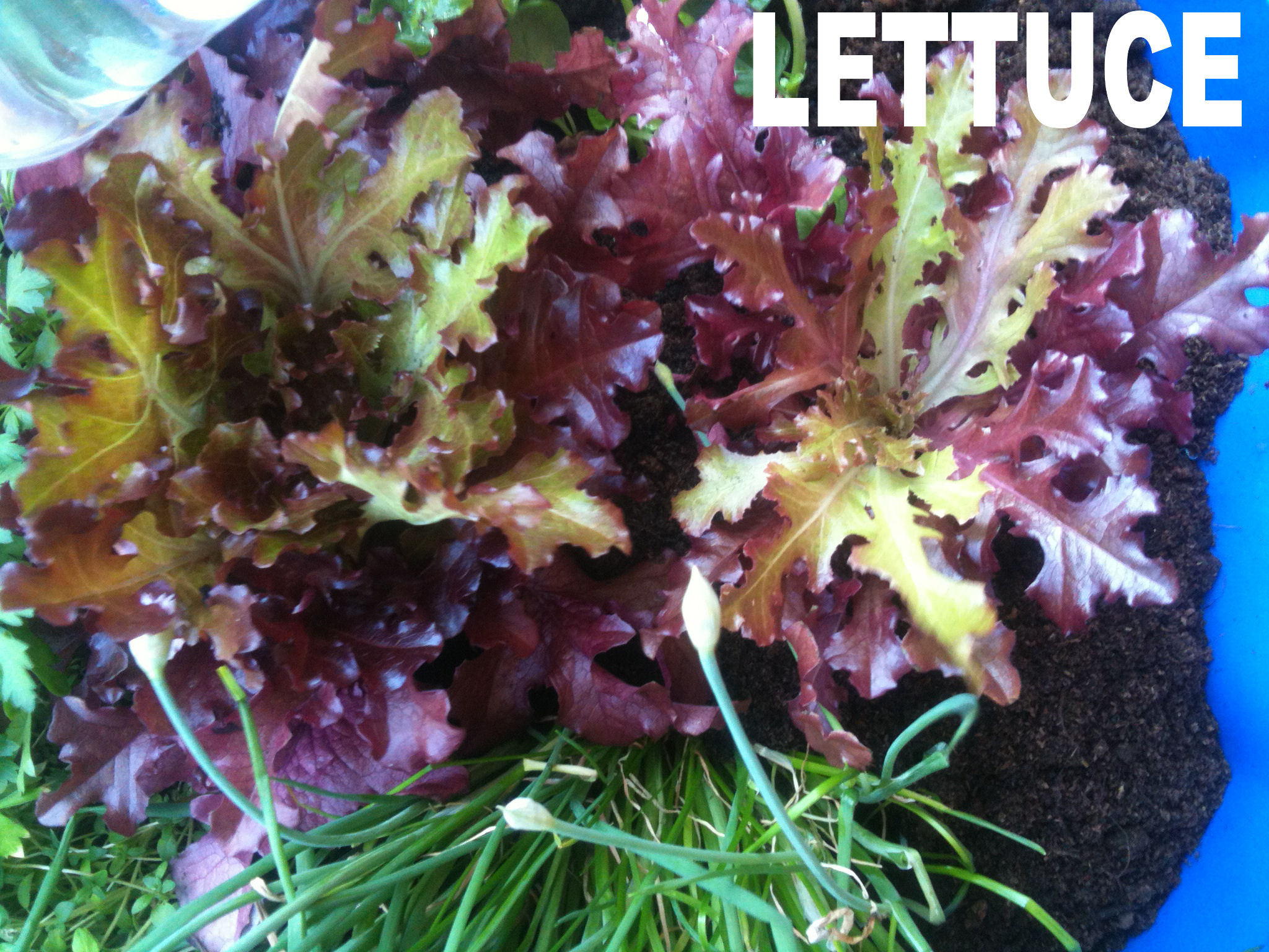 2013-07-07 19.06.00 lettuce.jpg