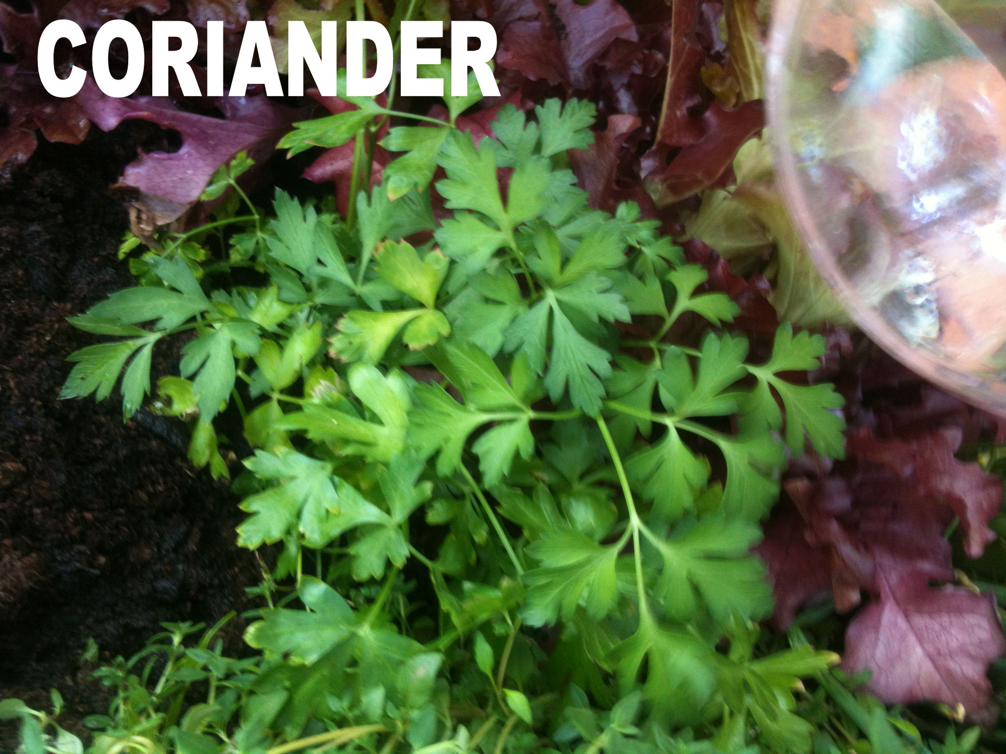 2013-07-07 19.06.06 coriander.jpg