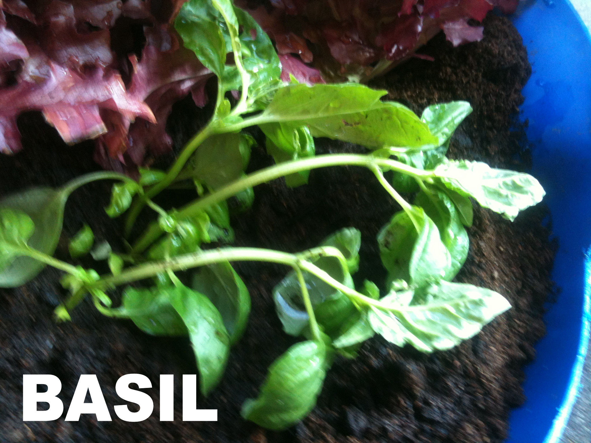 2013-07-07 19.06.15 basil.jpg