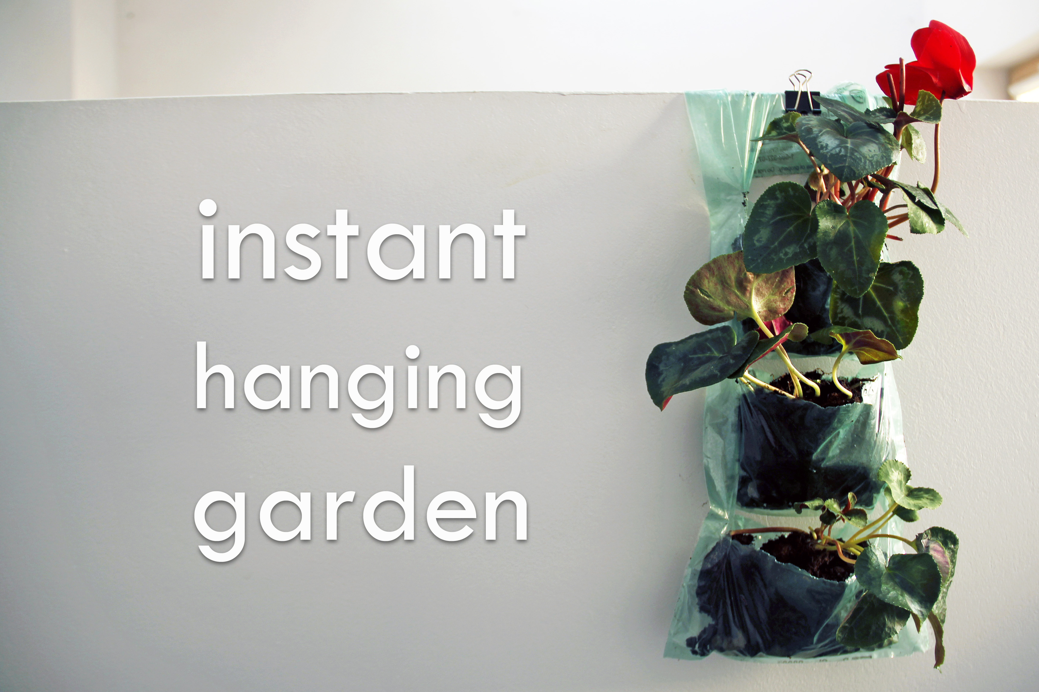 2014-03-20 Instant Hanging Garden 000.jpg