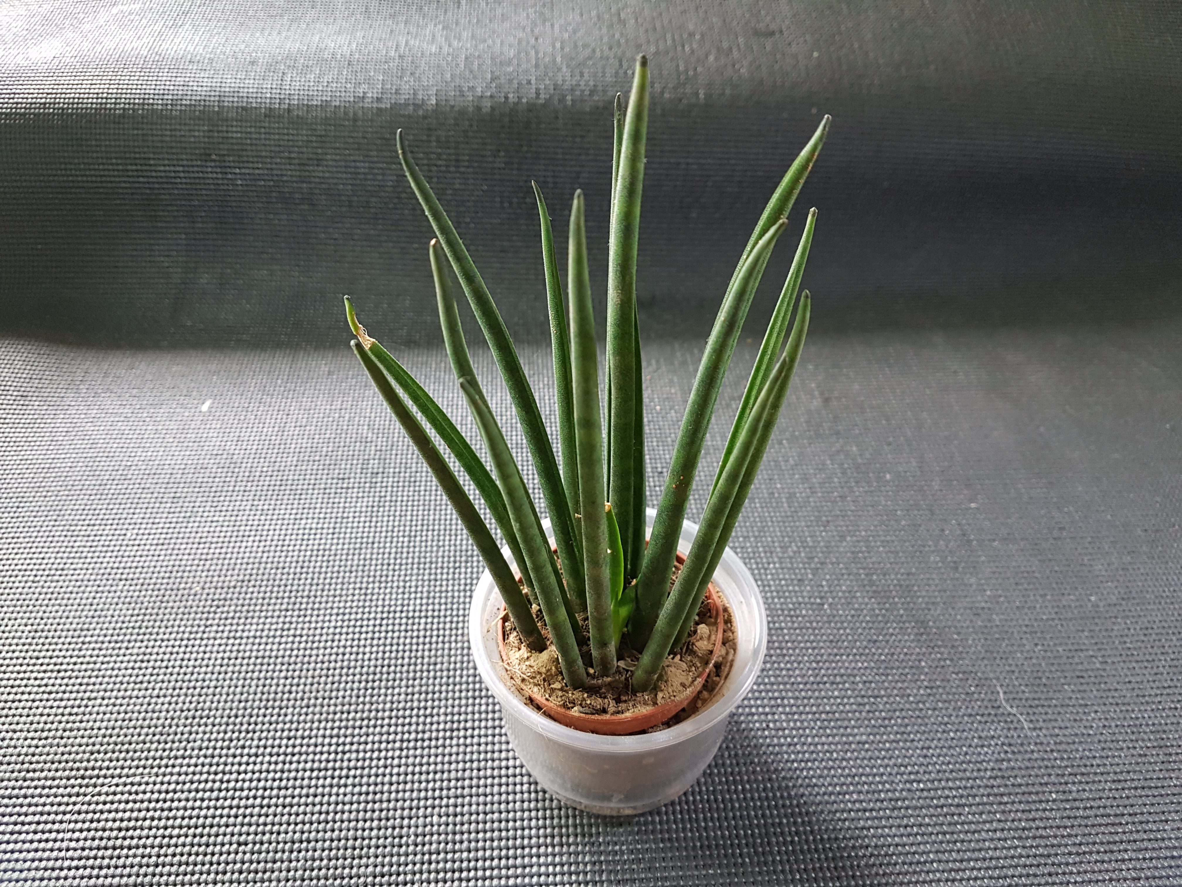 20180612_120823.jpg