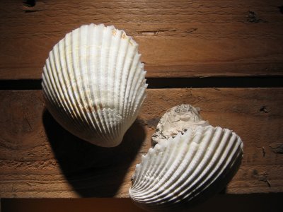 24ph-photo-sea-shells.jpg