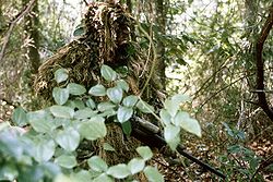 250px-Marine_sniper_ghillie_suit.JPG