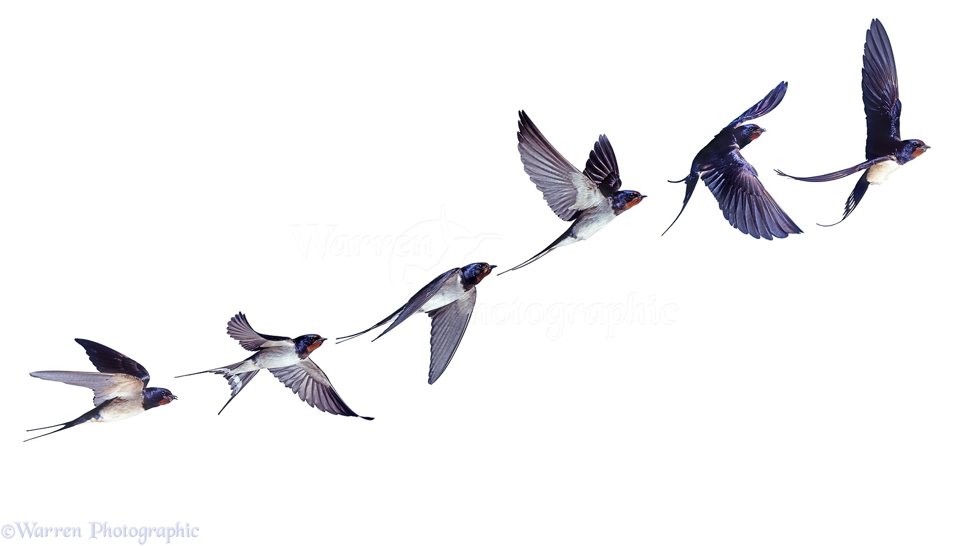 28019-Swallow-in-flight-series-white-background.jpg