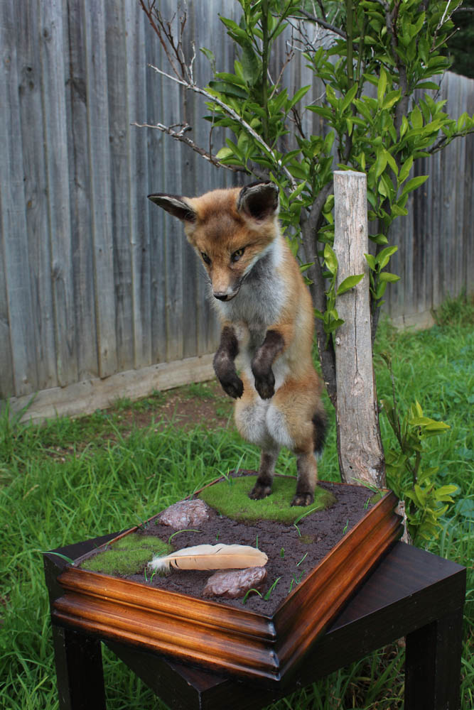 2Fox_Cub.jpg