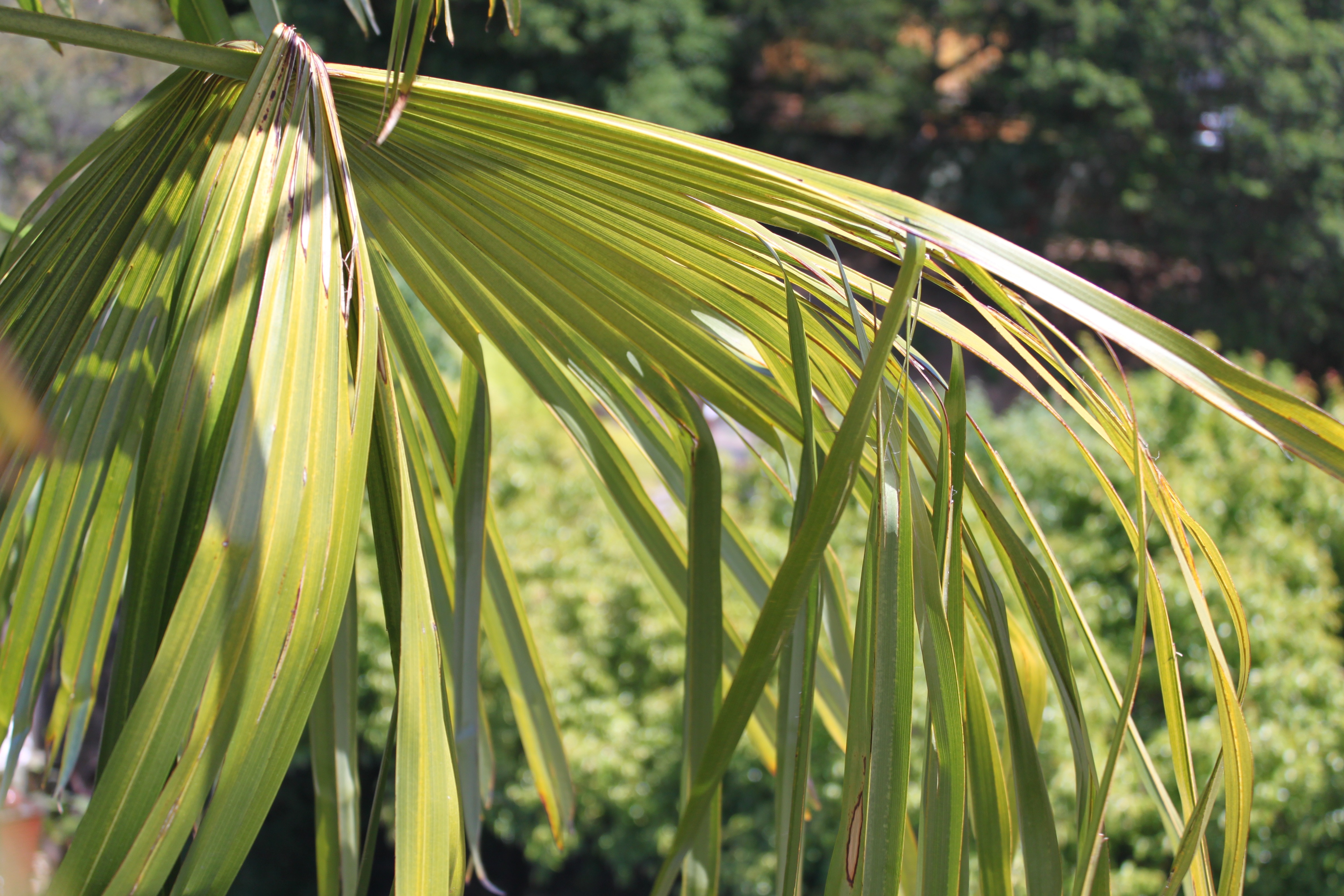 2palmLeaf.jpg