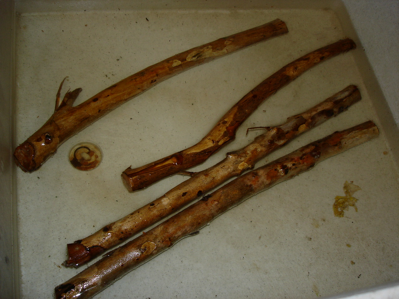 3 Soak Pimento Wood Sticks.jpg