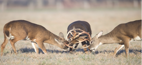 3 deer fighting.png