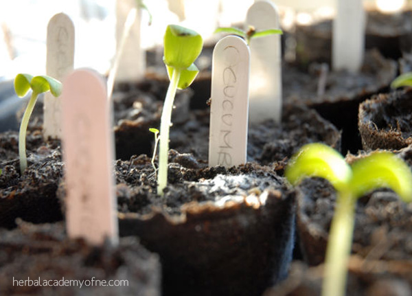 3-Secrets-to-Transplanting-Seedlings.jpg