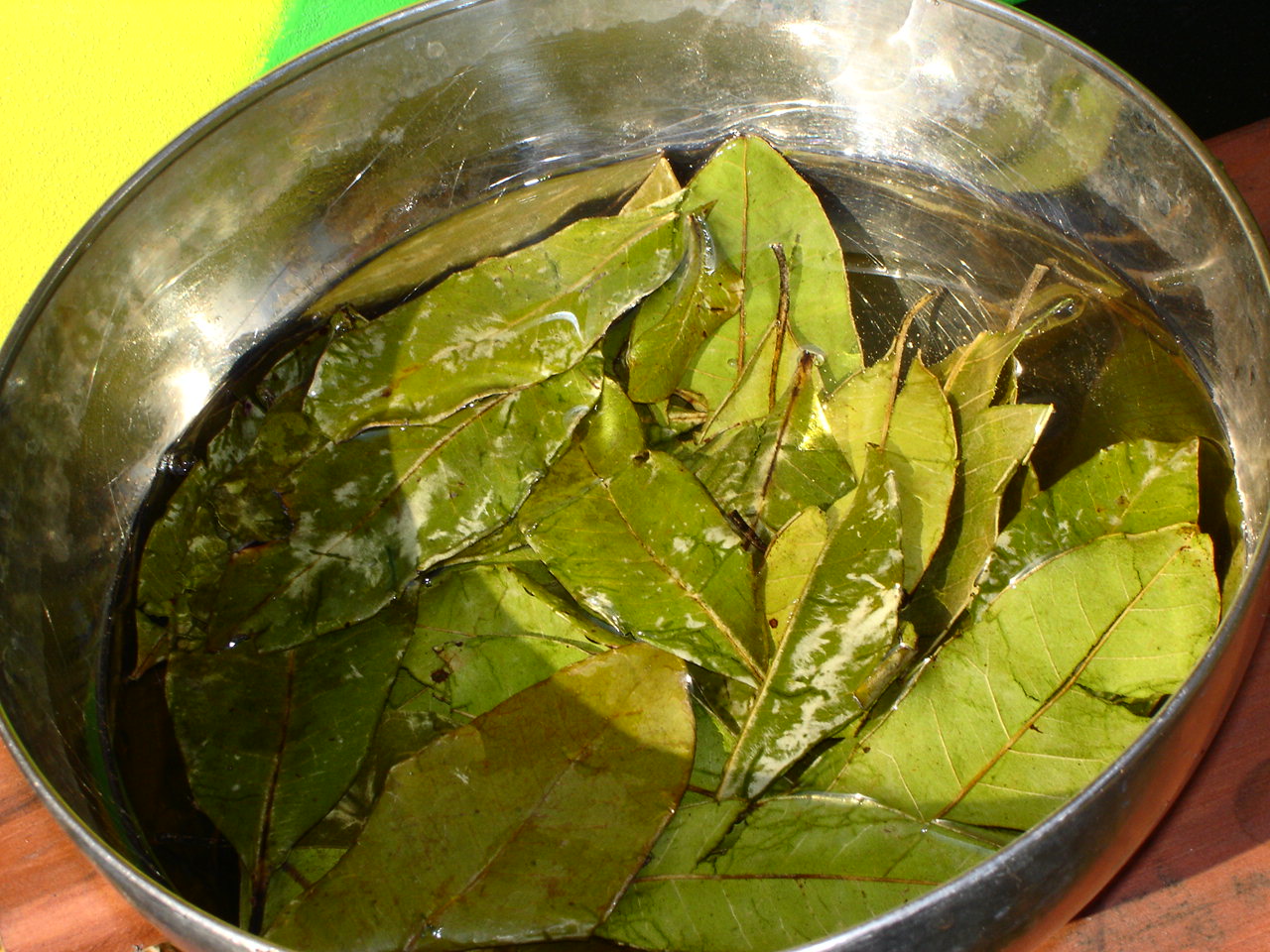 3. Soak Leaves in Water_1.JPG