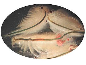 300px-Artemia_salina.jpg